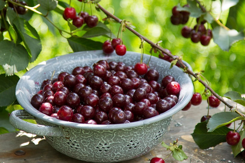 Een schaal met kersen tussen de groene bladeren